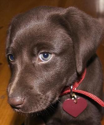 Chocolate Lab