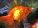 Goldfish