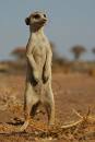 Meerkat
