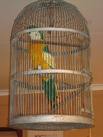 Parrot