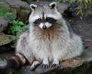 Racoon