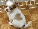 Doggy heart