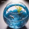 Fish Bowl - Dead Fish Included