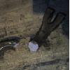Broken Crowbar