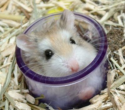 Suprise Hamster