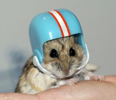 Saftey Paranoid Hamster