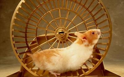 Long Hamster
