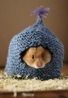 Cosy Hamster