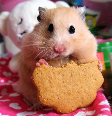 Nom Hamster