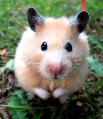 Hello Hamster