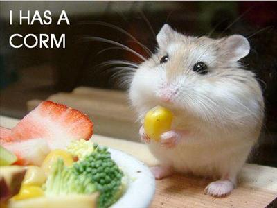 Corm Hamster
