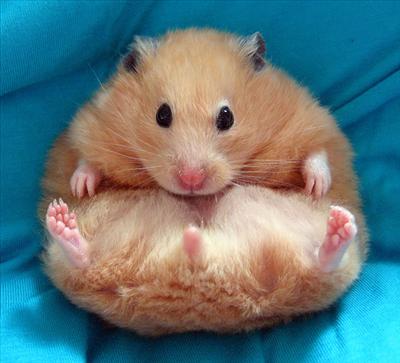 Fat Hamster