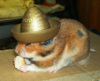Hat hoarding Hamster