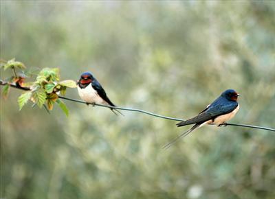 Una Rondine Che Fa Primavera - Una rondine non fa primavera, ma tante rondini si. A causa del massiccio uso di pesticidi in agricoltura le rondini stanno sparendo.La speranza è di far arrivare la primavera guardando il cielo e non il calendario