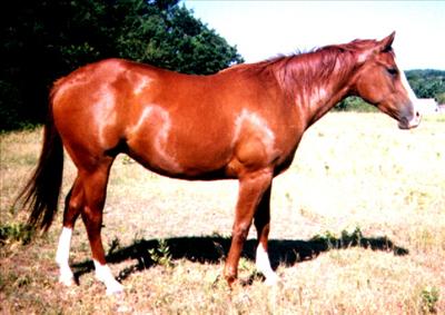 horse