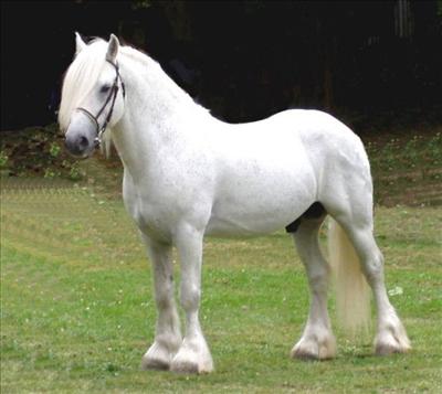 pony