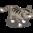 Grey Tabby