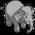 Baby Elephant
