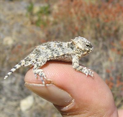 Itty Bitty Lizard
