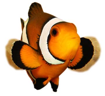 Clownfish
