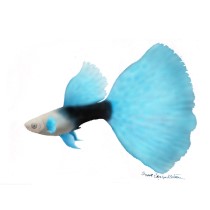 Guppy
