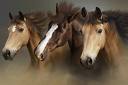 Group of horses