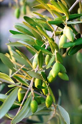 Olives