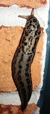 Great Grey Slug