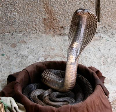 Cobra