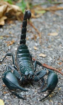 Scorpion
