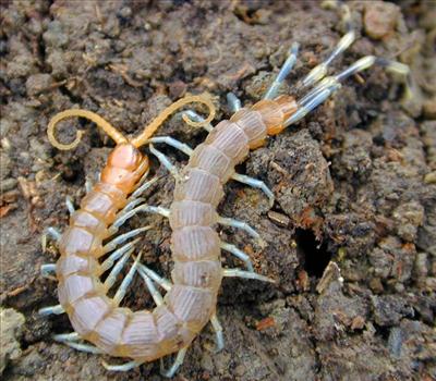 Giant Centipede