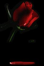 Blood Rose