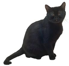 Black Cat