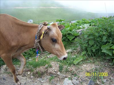 ağaç
