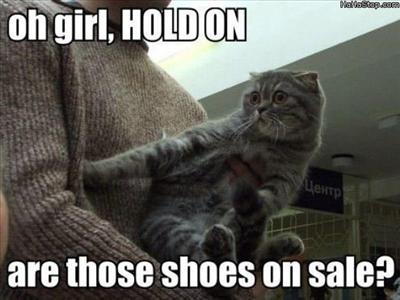 Funny kitten