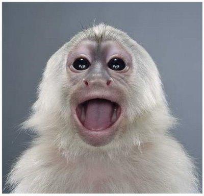 Monkey