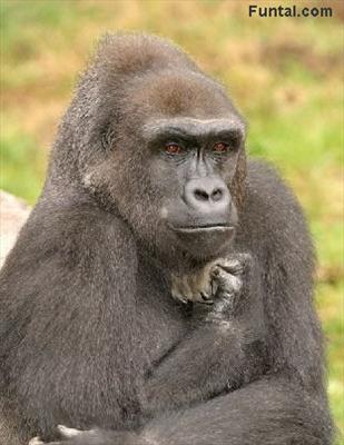 Gorilla