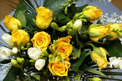 Yellow Rose