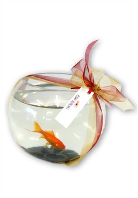 Goldfish