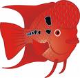 Flowerhorn Fish