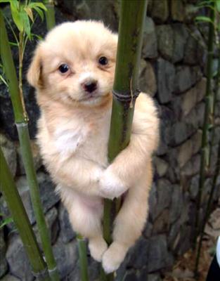 A cute dog