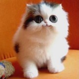 Çizmesiz kedi
