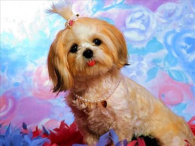 Şirin köpek