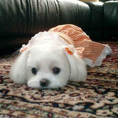 Şiriin mi şirin köpek