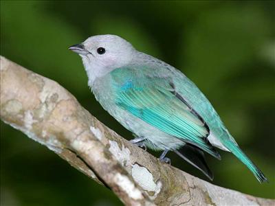 Tanager Panama Bird