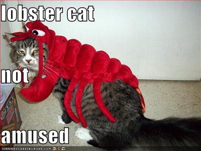 lobster cat