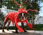 Doggy lobsty
