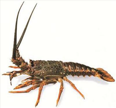 Rock Lobster