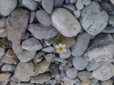 Pequeña atrevida