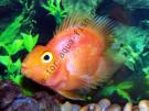 parrot fish
